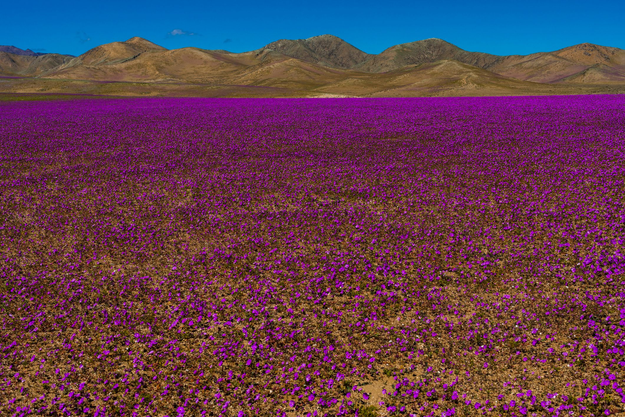 Copiapo